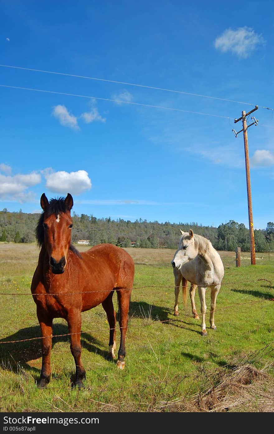 Horses in a field