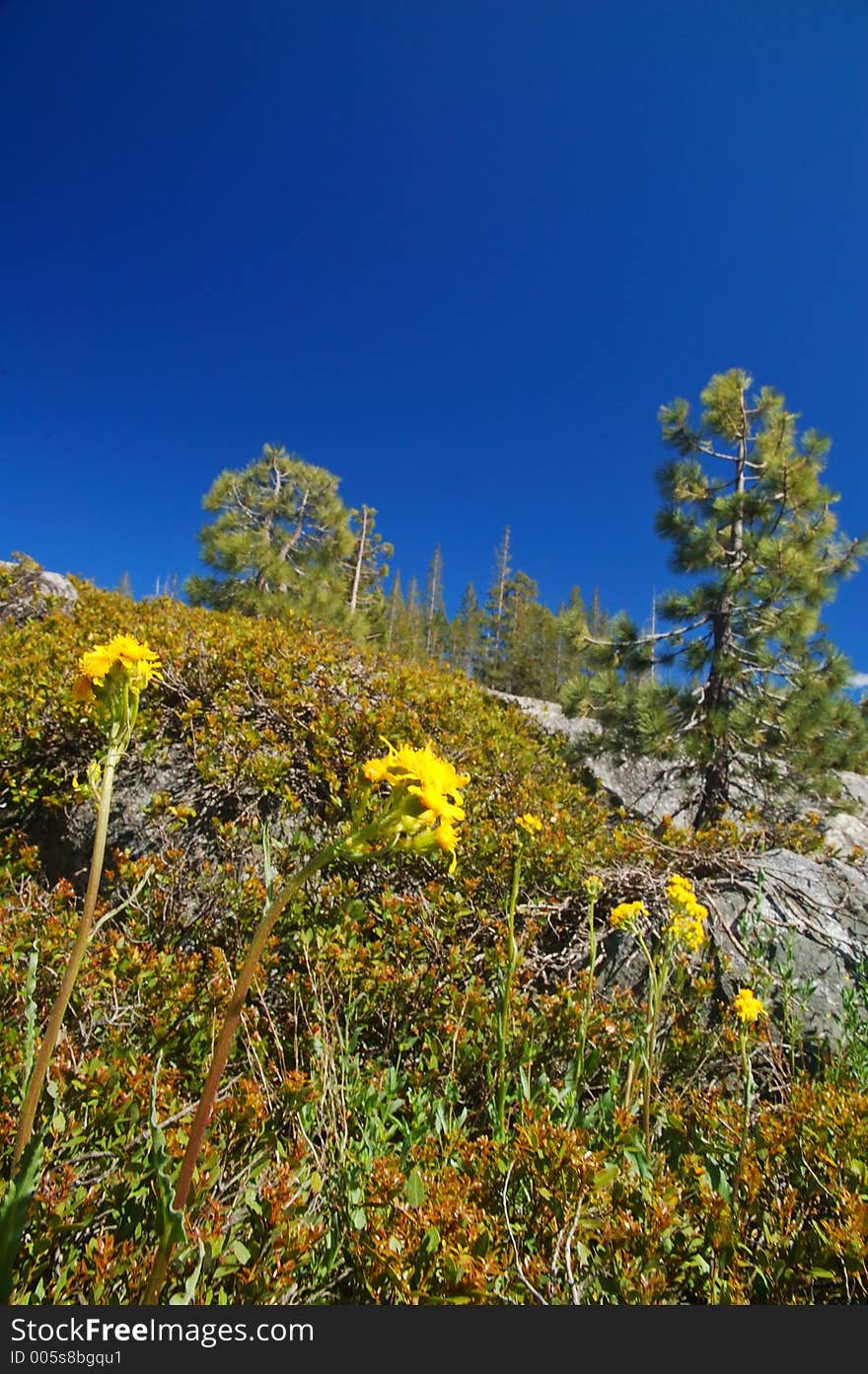 Alpine Scenery in the Northern Sierra near Lake Tahoe. Alpine Scenery in the Northern Sierra near Lake Tahoe