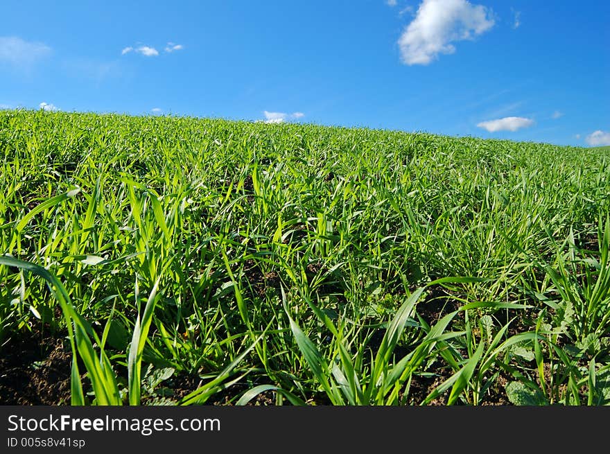 Springtime field