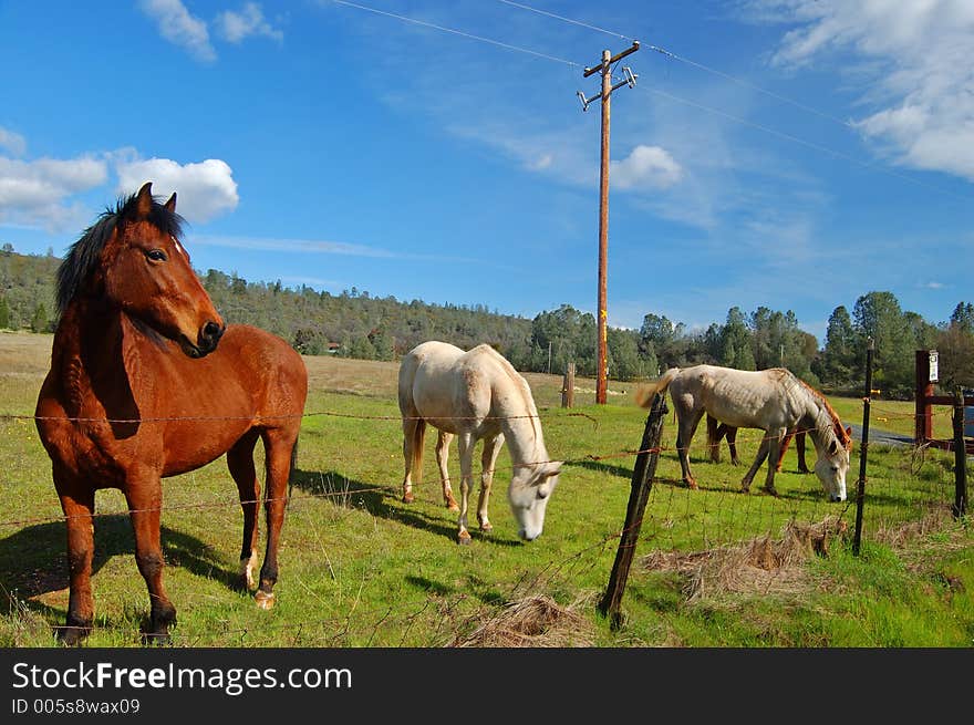 Rural farm field. Rural farm field