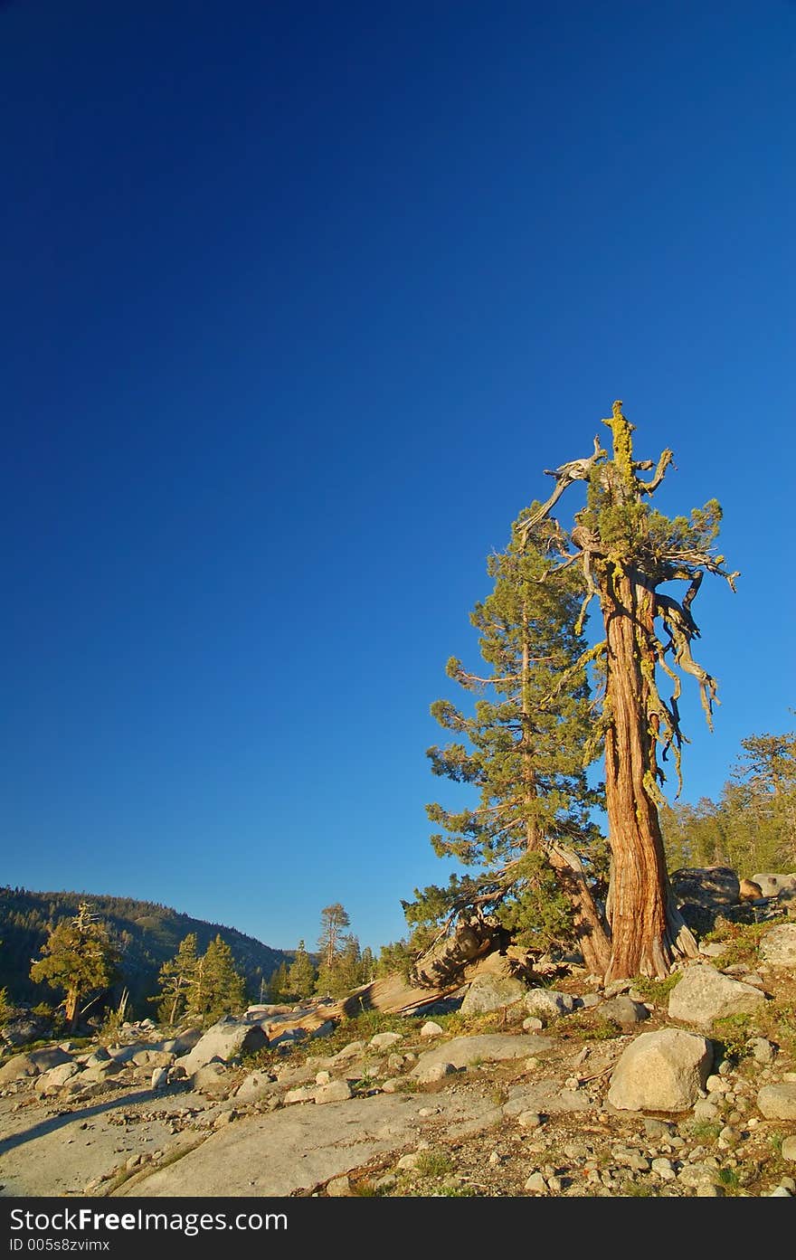 Alpine Scenery in the Northern Sierra near Lake Tahoe. Alpine Scenery in the Northern Sierra near Lake Tahoe