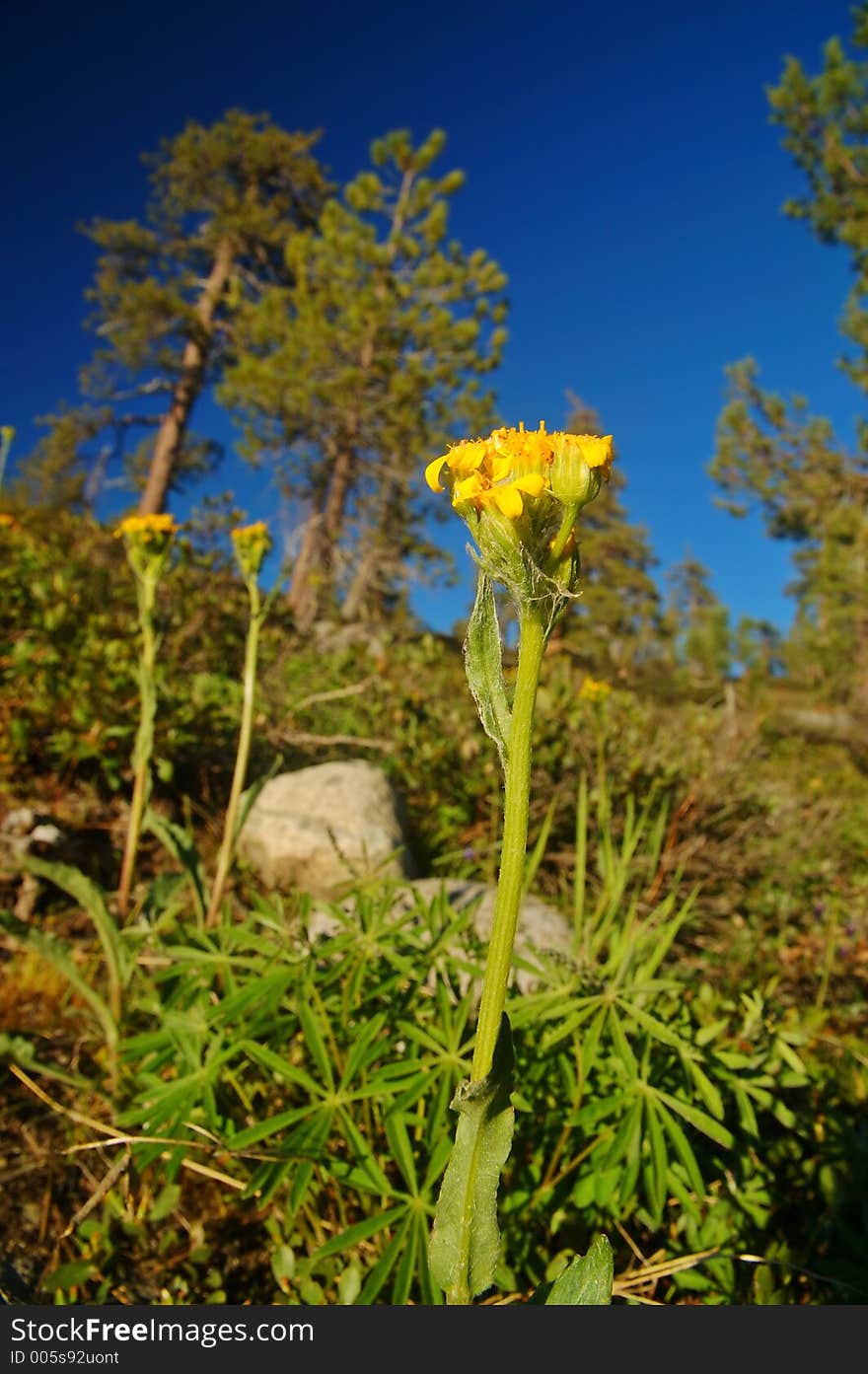 Alpine Scenery in the Northern Sierra near Lake Tahoe. Alpine Scenery in the Northern Sierra near Lake Tahoe