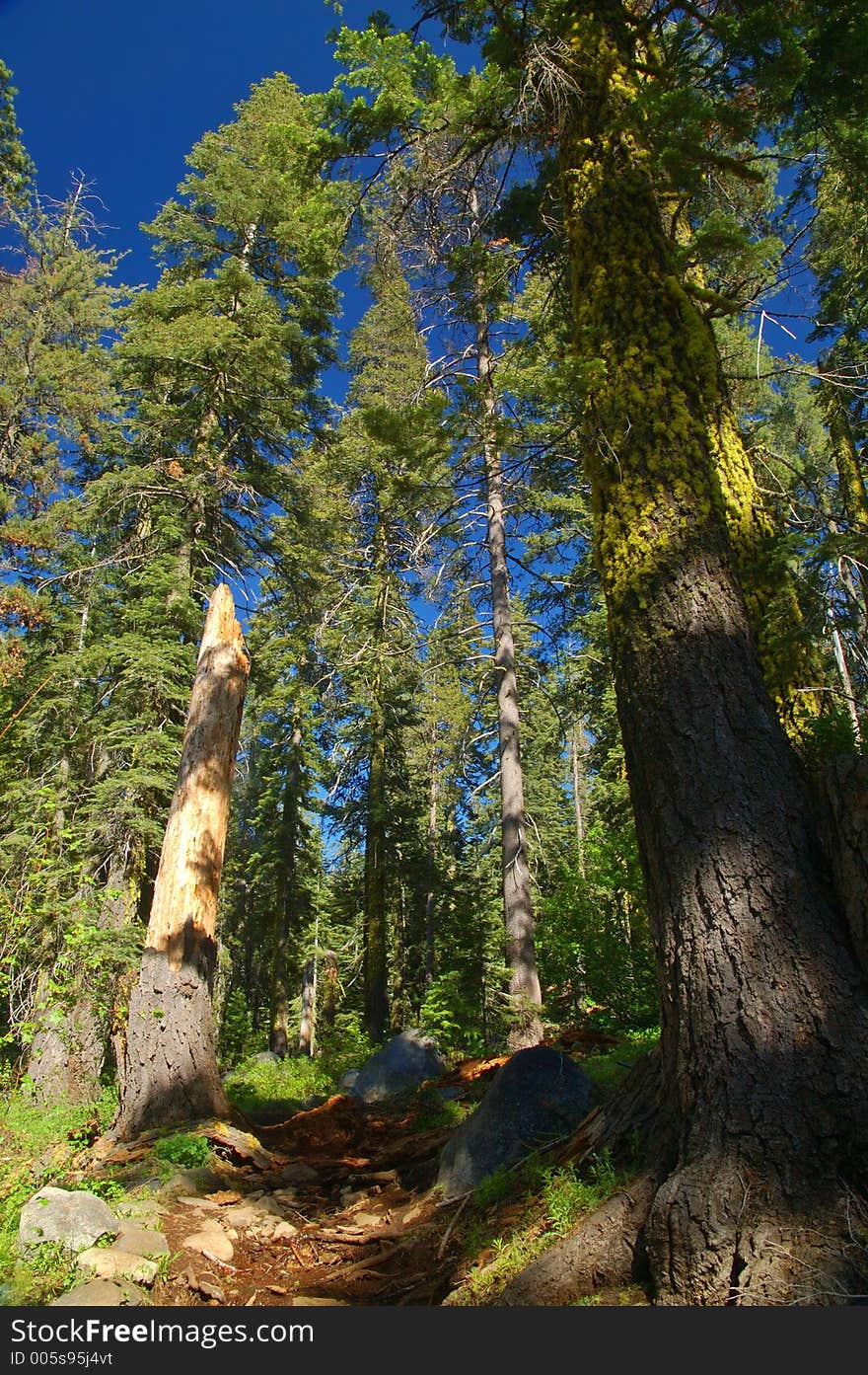 Alpine Scenery in the Northern Sierra near Lake Tahoe. Alpine Scenery in the Northern Sierra near Lake Tahoe