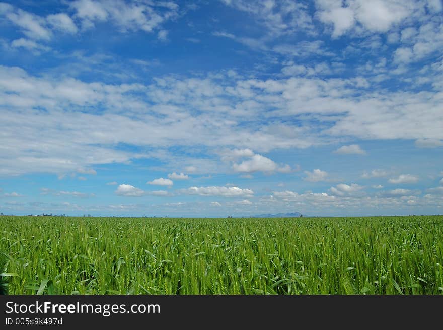 Springtime Field