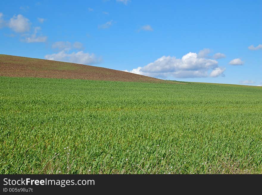 Springtime field