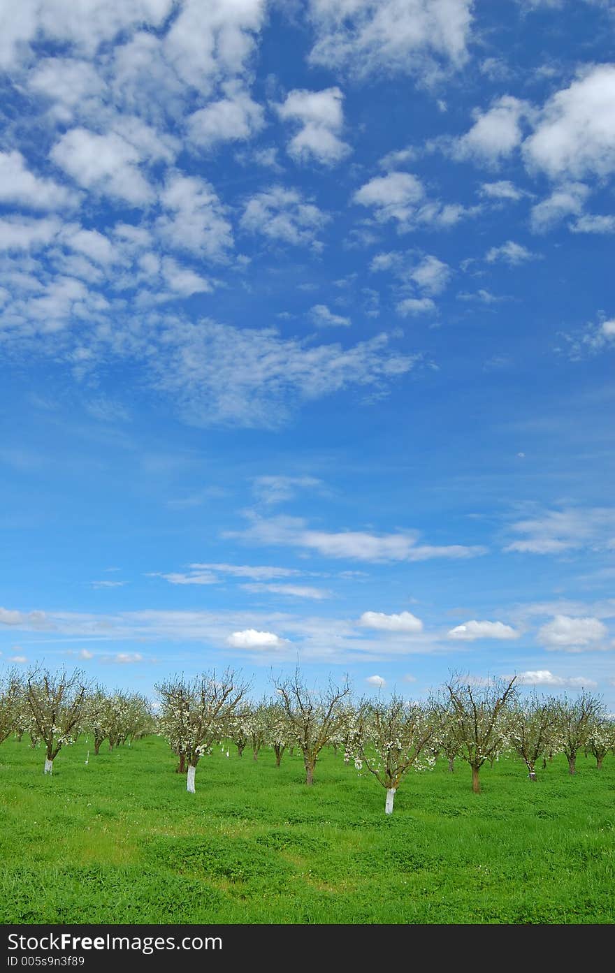 Orchard in springtime