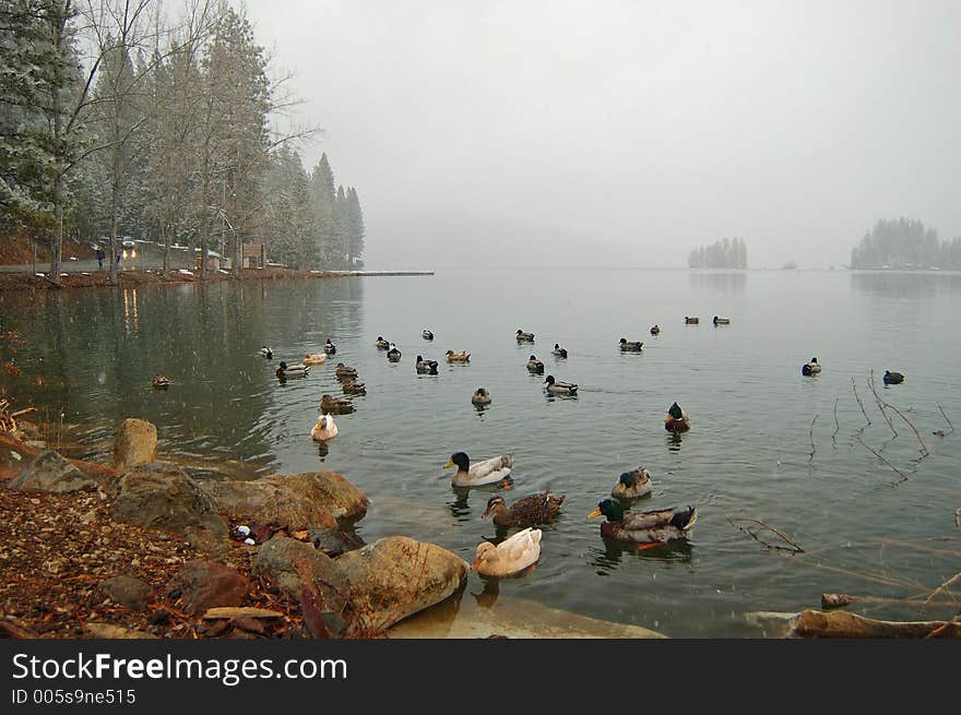 Wintery afternoon by the lakeshore. Wintery afternoon by the lakeshore