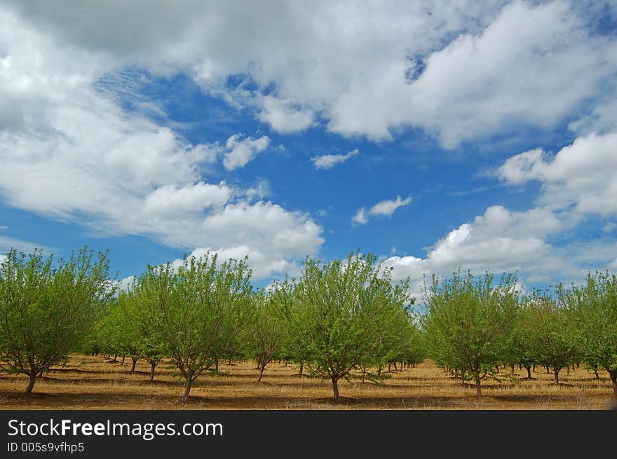 Orchard in springtime