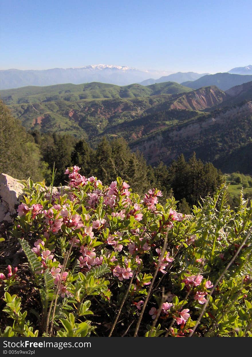 Mountain Flowers