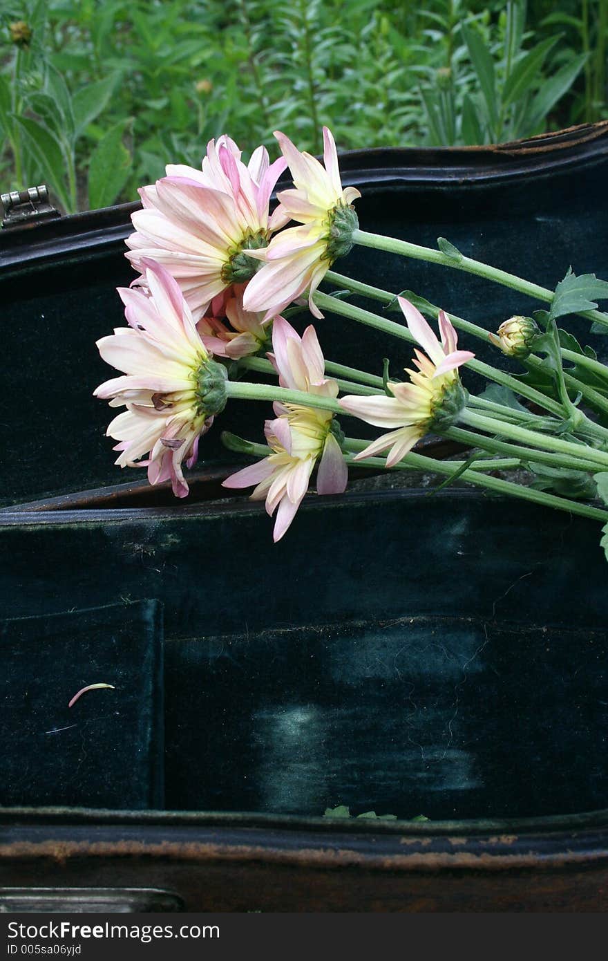 A street musicians violin case only holds flowers for performance not money earned. A street musicians violin case only holds flowers for performance not money earned