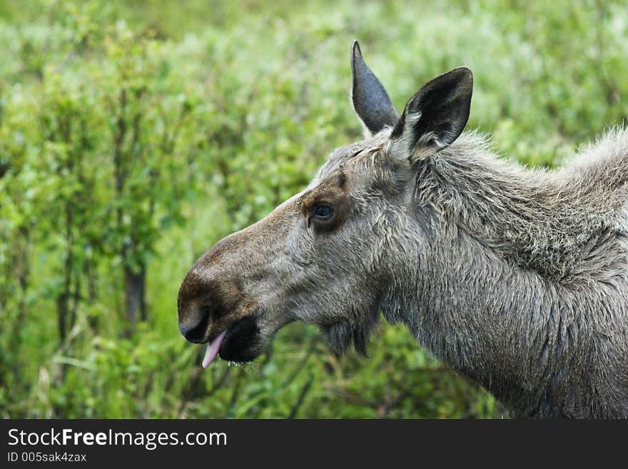 Not only people show their tongues. Not only people show their tongues