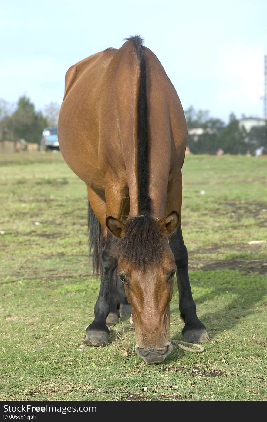 Horse grazing after a hard day's work