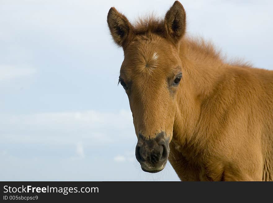 Newly born horse in Tagaytay, Philippines. Newly born horse in Tagaytay, Philippines