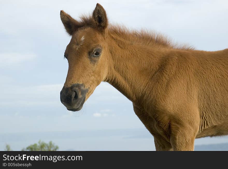 Newly born horse in Tagaytay, Philippines. Newly born horse in Tagaytay, Philippines