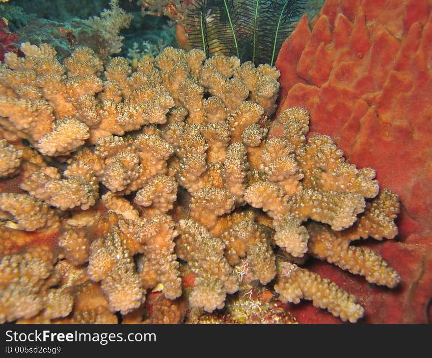 Table Coral