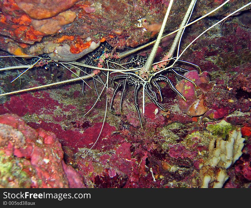 Hiding underneath a crevice. Hiding underneath a crevice