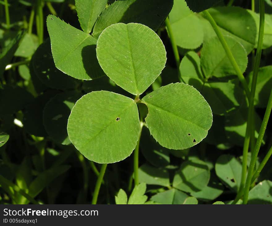 A three-leafed clover