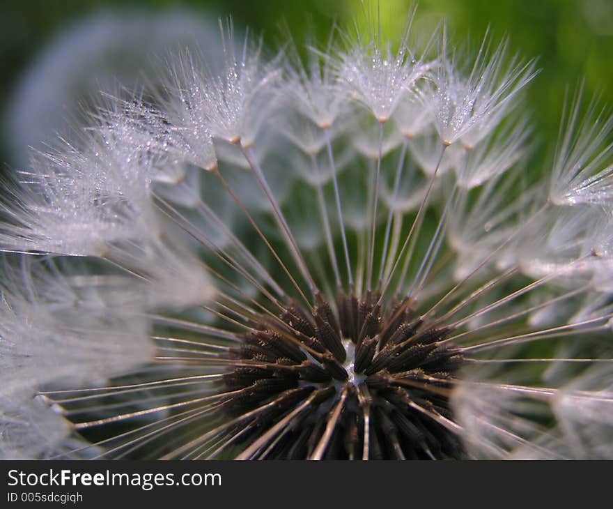 Dandelion seeds