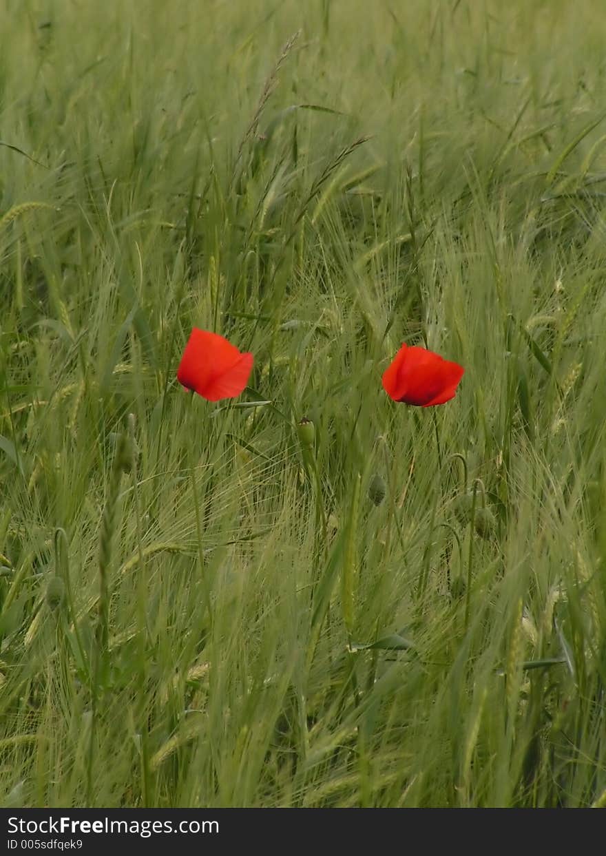 Poppies in a field