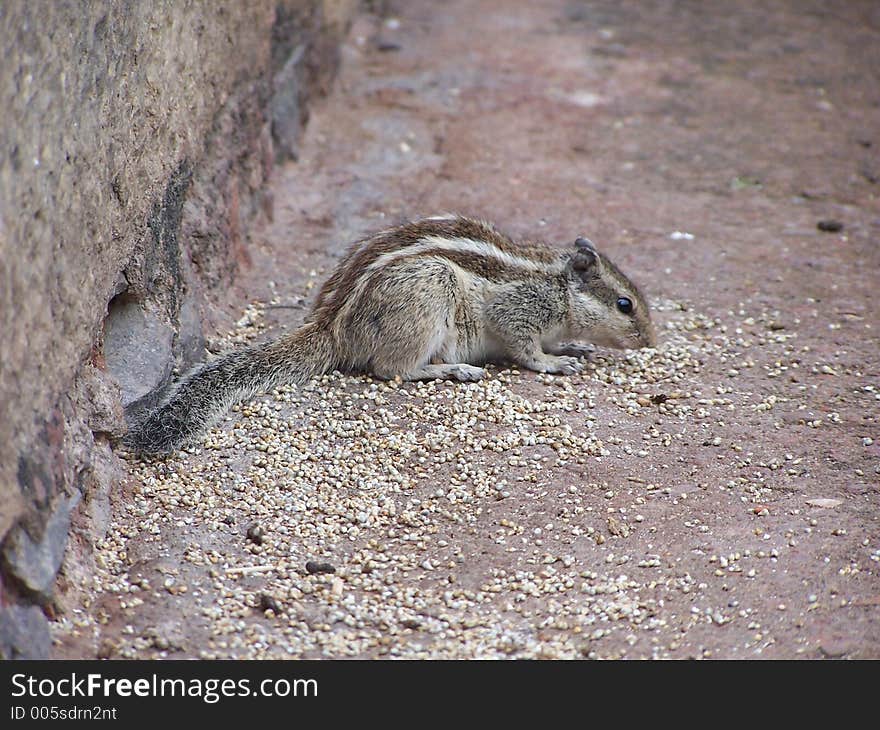 Squirrel feeding