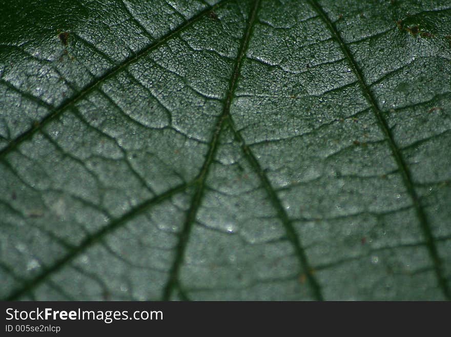 Close up showing veins on a leaf