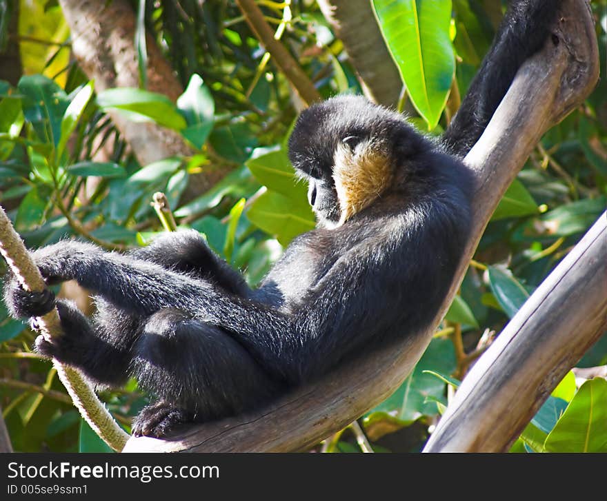 A monkey lying in a tree. A monkey lying in a tree