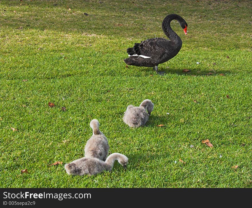 A black swan with her chicks. A black swan with her chicks