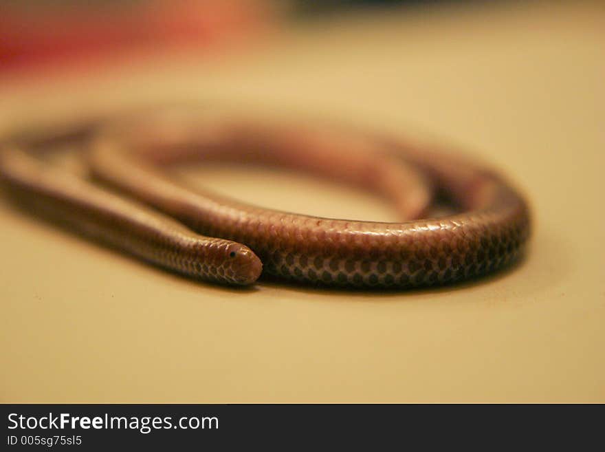 Coiled Snake