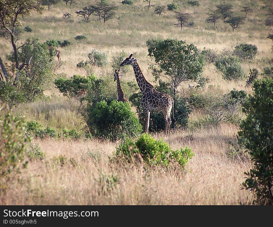 Giraffes of africa