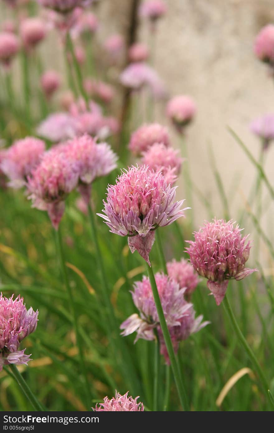 Blooming Chive