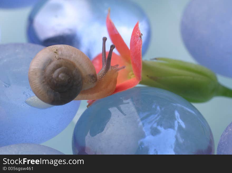 Snail reaching flower. Snail reaching flower