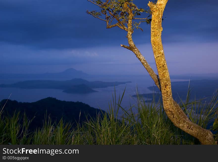 Tree overlooking Taal Volcano