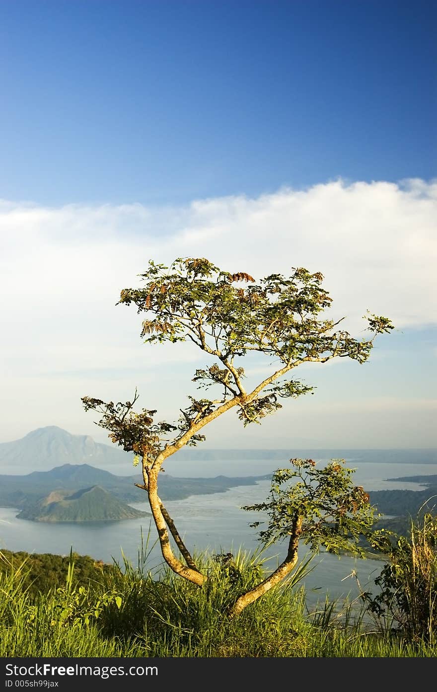 Tree overlooking Taal Volcano