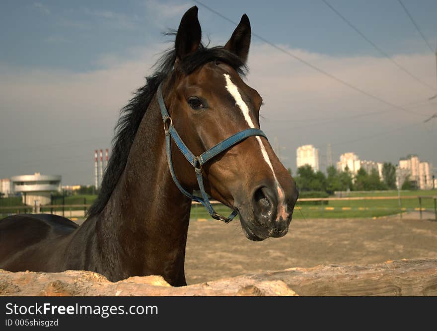 Horse in the town. Horse in the town