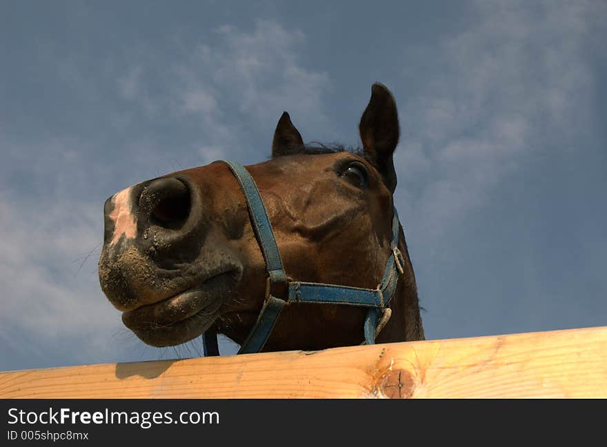 Brown horse in the corral in sunny day. Brown horse in the corral in sunny day