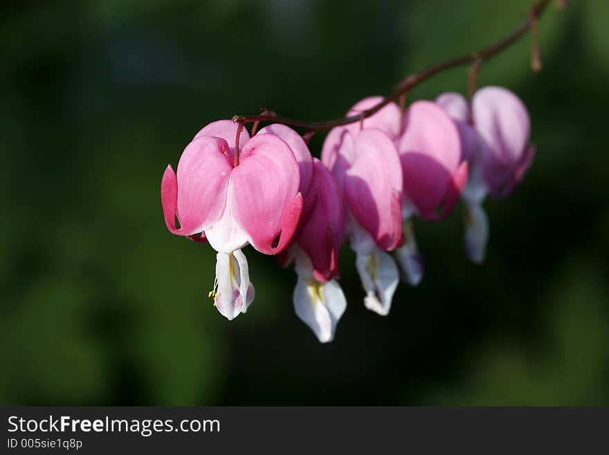 Macro of interesting heart flower. Macro of interesting heart flower