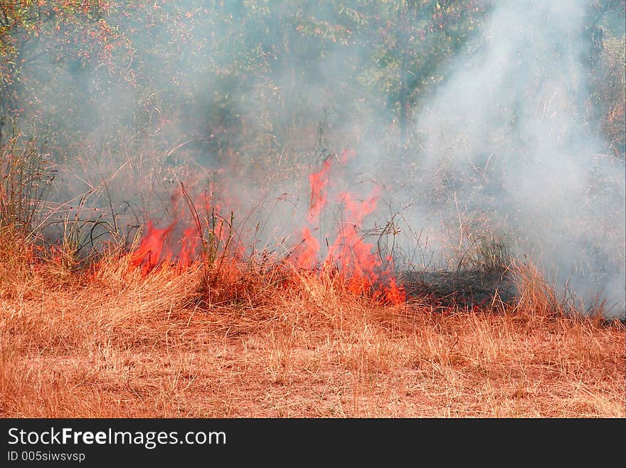 Burning grass. Burning grass