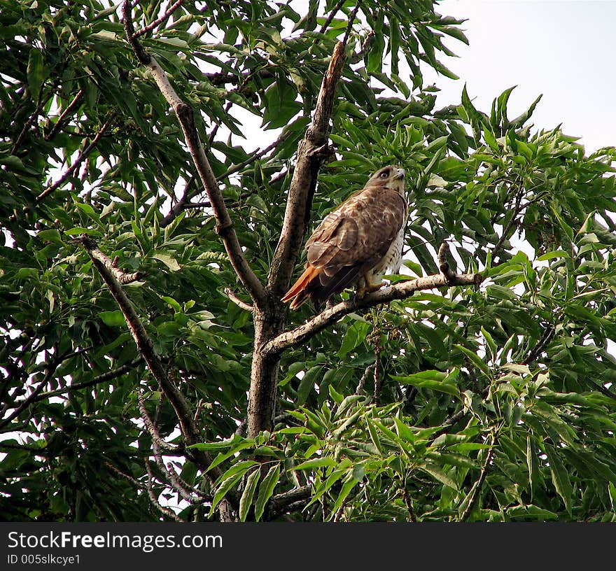 Red Tailed Hawk