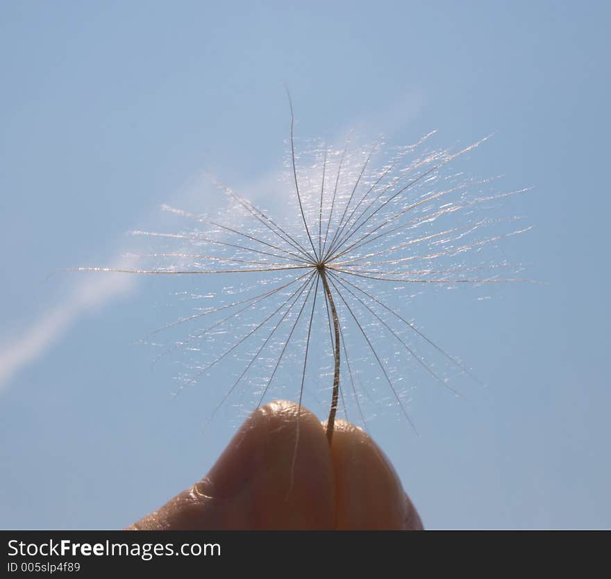 Parachute of big blowball on sky background held by fingers.