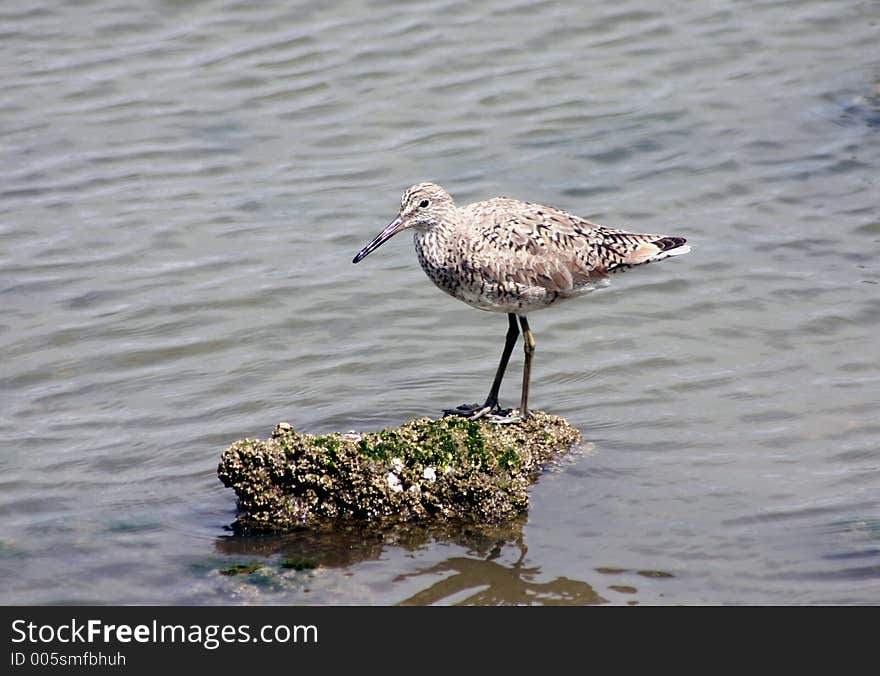 Water Bird