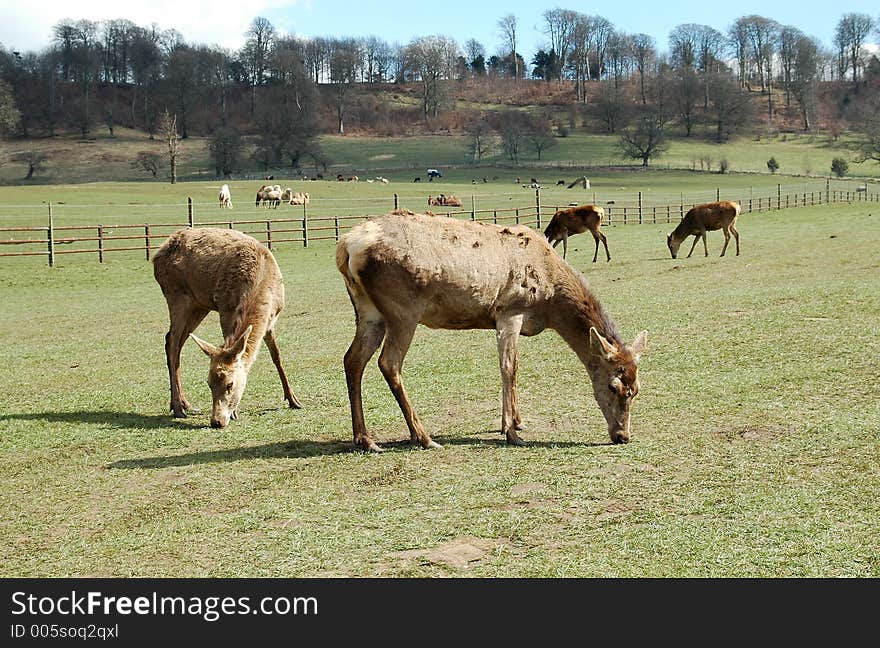 Red deer grazing in a field