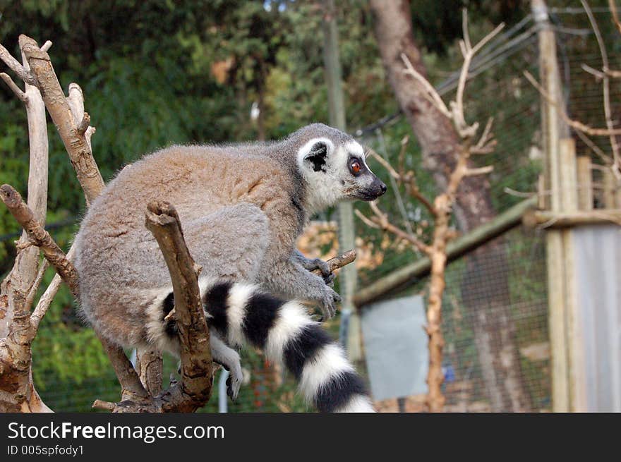 The Lemur