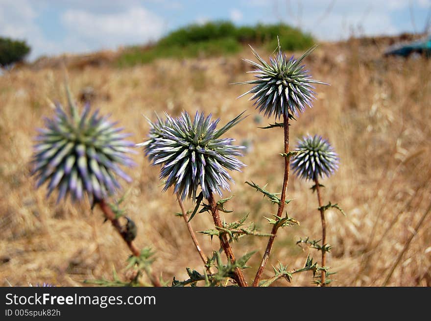 A typical flower for the coming summertime. A typical flower for the coming summertime.