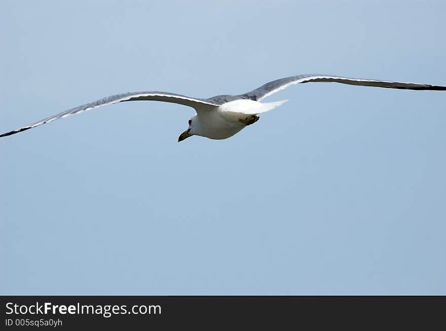 Flying sea gull