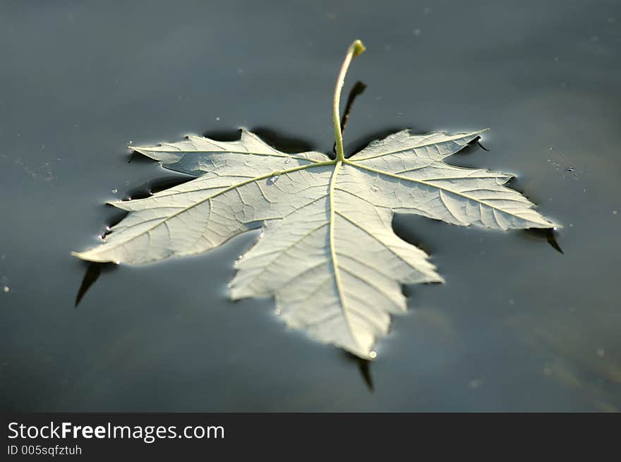 Floating leaf on water. Floating leaf on water