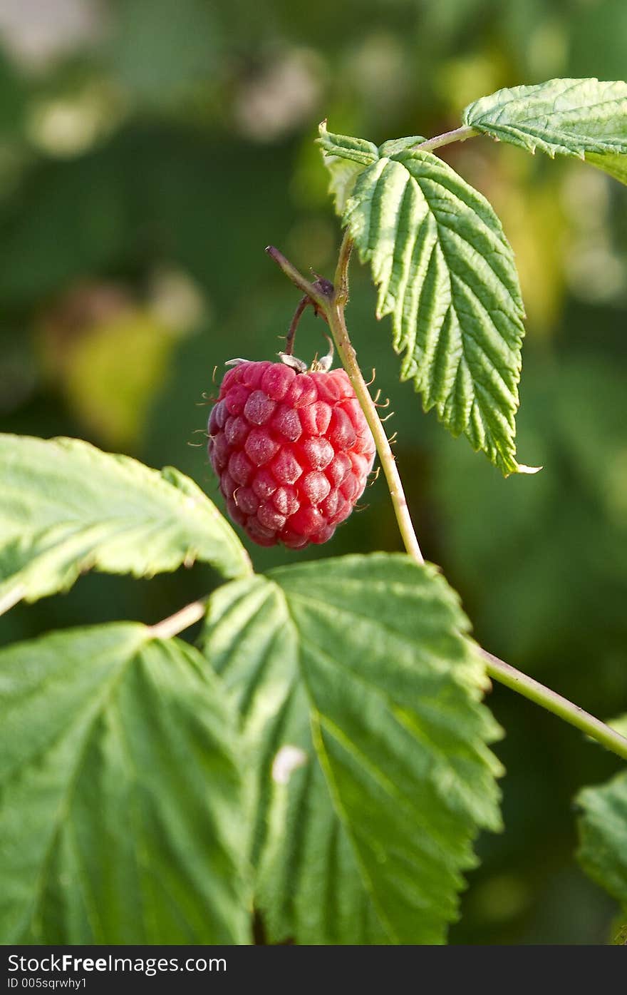 A raspberry crop. A raspberry crop