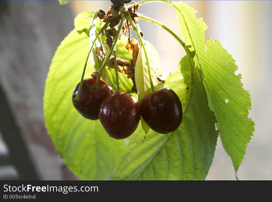 Sour cherry in the tree. Sour cherry in the tree