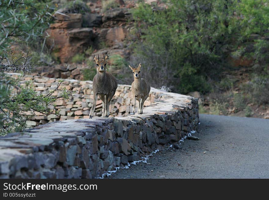 Klipspringer