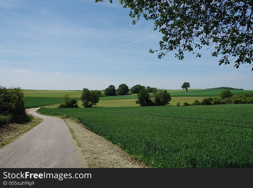 Summer Fields