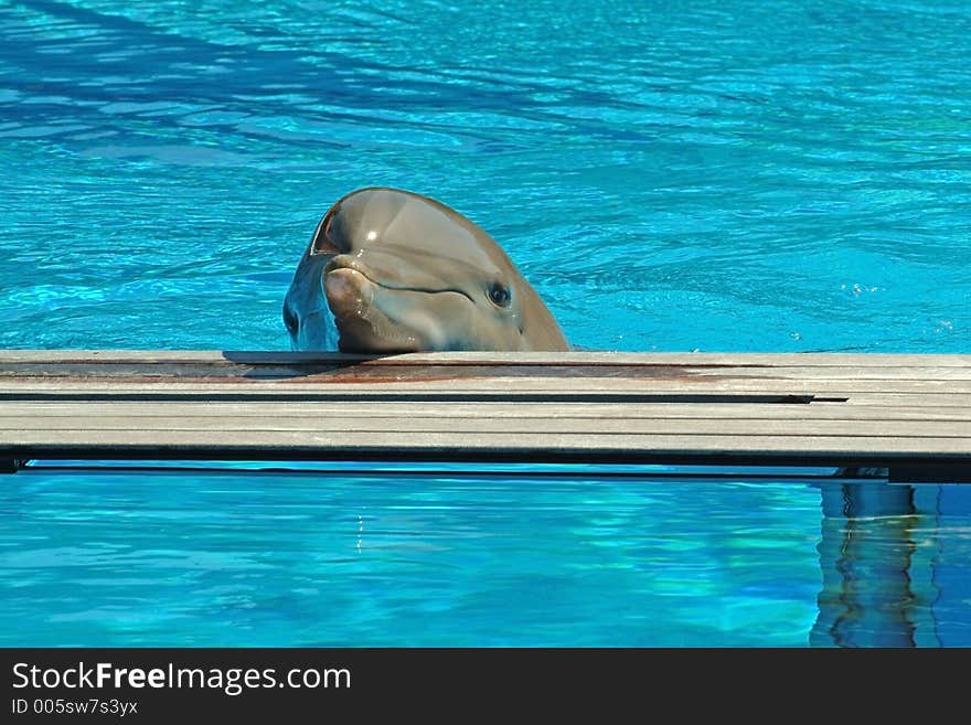 Very nice pose of dolphin resting in pier. Very nice pose of dolphin resting in pier